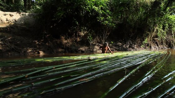 The Bamboo Grove