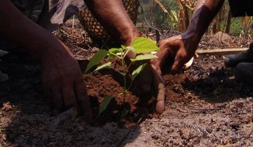 Our Forest, Our Future
