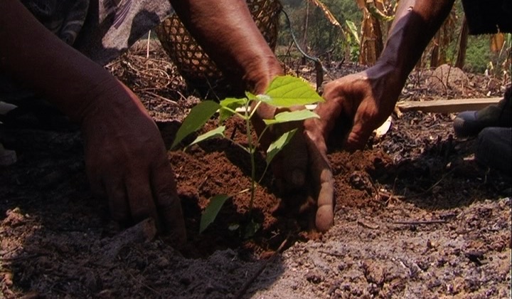 Our Forest, Our Future