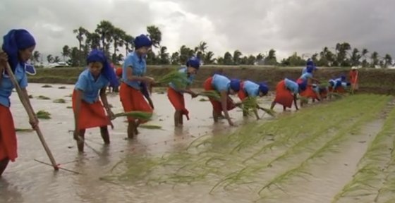 Rice Towards a Better Future