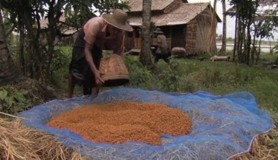 Rice Towards a Better Future YFS 7