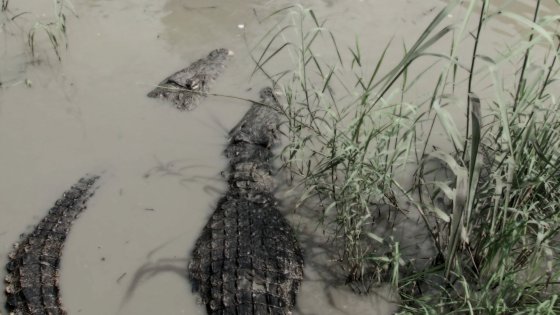 The Crocodile Creek