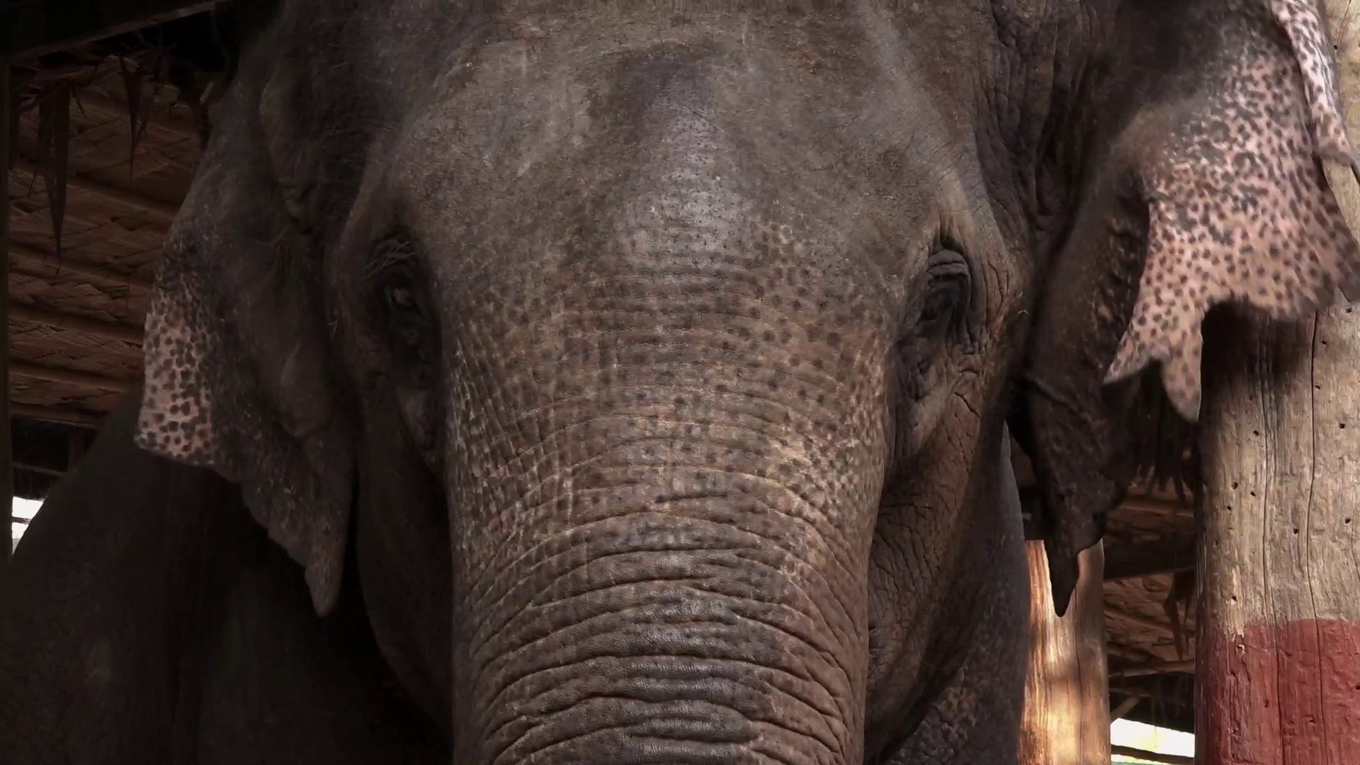 Cage The Elephant - Trouble on Vimeo