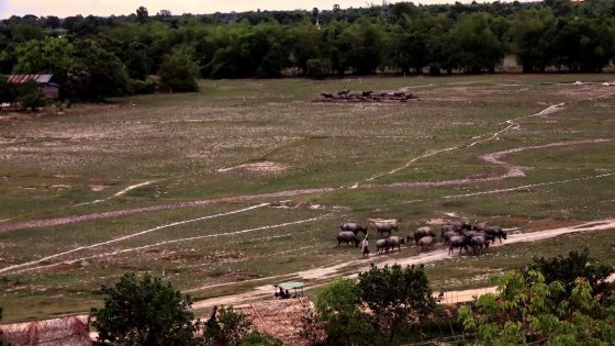 Living with Elephants 05