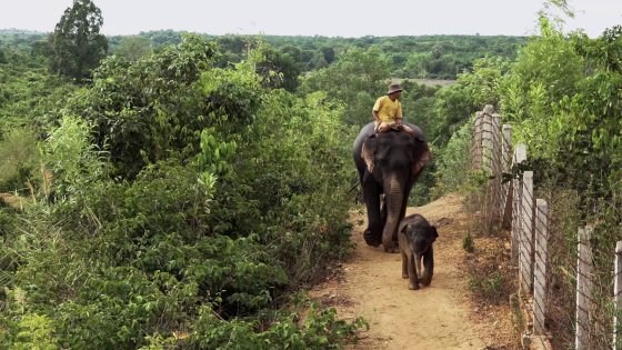Living with Elephants 13