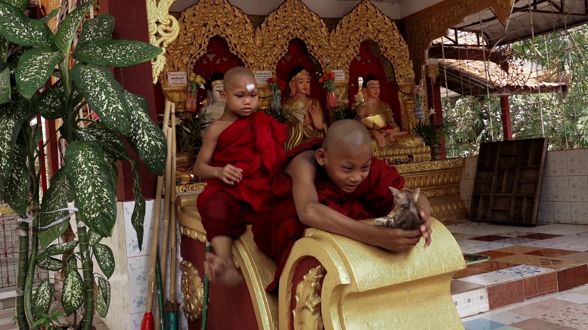 The Novice Brothers